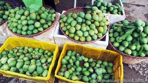 Son La farmers develop Yen Chau mango brand - ảnh 2